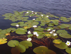 Nymphaea tetragona