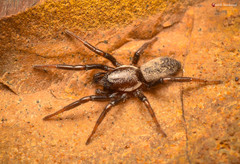 Trephopoda kannemeyeri