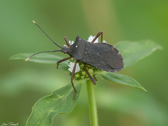 Anasa apicalis