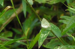 Nesiostrymon calchinia
