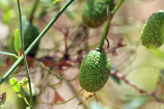 Maerua juncea crustata