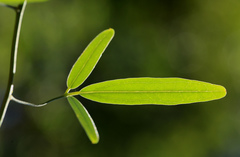 Maerua juncea crustata