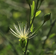 Maerua juncea crustata
