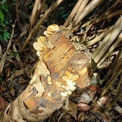Cerrenaceae