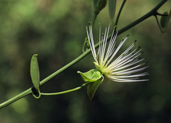 Maerua juncea crustata