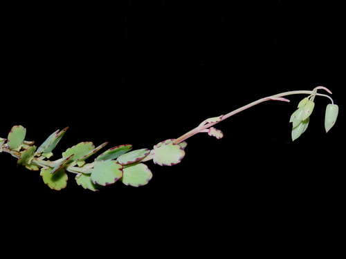 Kalanchoe laxiflora