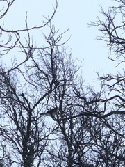 Turdus pilaris