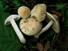 Hebeloma pseudofragilipes