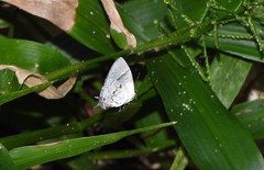 Nesiostrymon calchinia