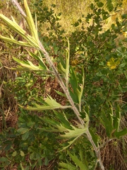 Delphinium retropilosum