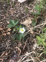 Fragaria vesca americana