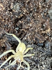 Cheiracanthium mildei
