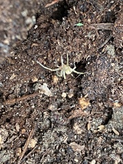 Cheiracanthium mildei