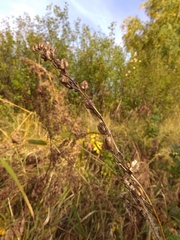 Delphinium retropilosum