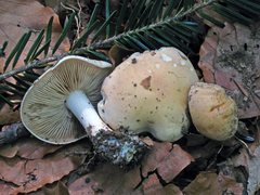 Hebeloma pseudofragilipes