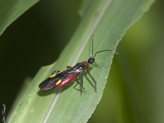 Graptocleptes bicolor