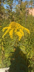Solidago gigantea