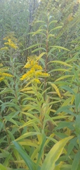 Solidago gigantea