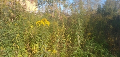 Solidago gigantea