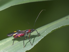 Graptocleptes bicolor