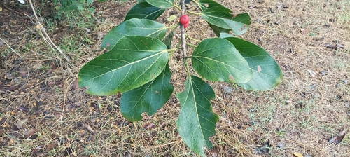 Ficus benghalensis
