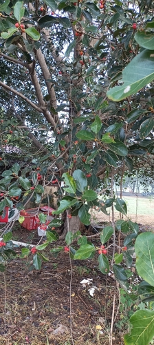Ficus benghalensis