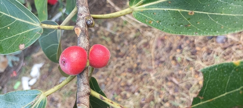 Ficus benghalensis