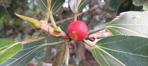 Ficus benghalensis