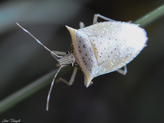 Arvelius albopunctatus