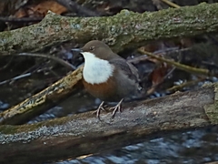 Cinclus cinclus aquaticus