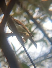 Pachycephala cinerea