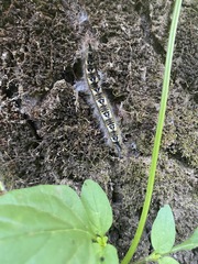 Macromphalia ancilla