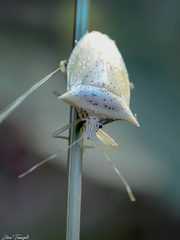 Arvelius albopunctatus