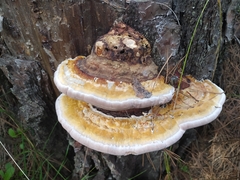 Fomitopsis pinicola