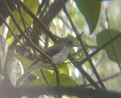 Pachycephala cinerea