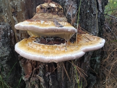 Fomitopsis pinicola