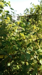 Sigesbeckia orientalis