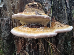 Fomitopsis pinicola