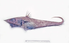 Coelorinchus acanthiger