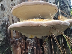 Fomitopsis pinicola