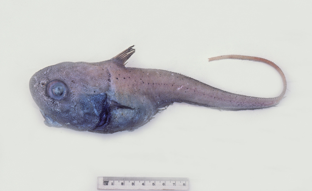 Globehead Grenadier