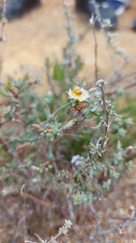 Image of Swartland Spoonfig (Erepsia hallii) by (c) Jacques van der Merwe, some rights reserved (CC BY-SA)