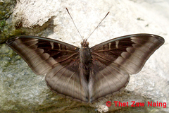 Auzakia danava