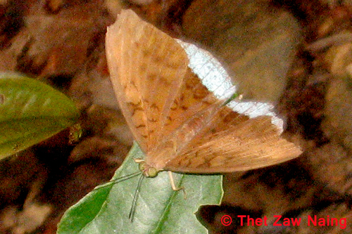 Common Earl