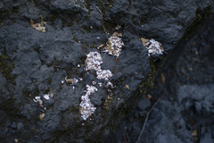 Lontra provocax