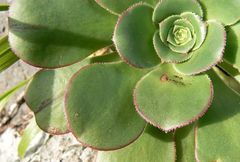 Aeonium ciliatum