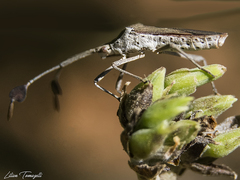Chariesterus armatus
