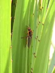 Semiotus regalis