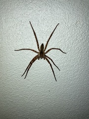 Cupiennius coccineus