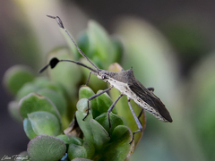 Chariesterus armatus